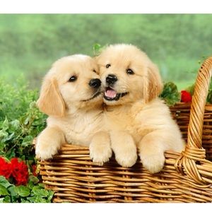 Meet your Posher, Austin